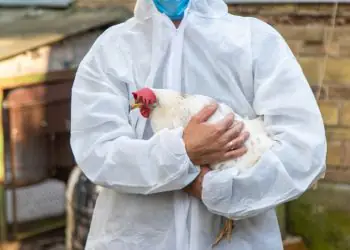 Baixas temperaturas elevam preocupação com gripe aviária em Goiás