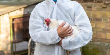 Baixas temperaturas elevam preocupação com gripe aviária em Goiás