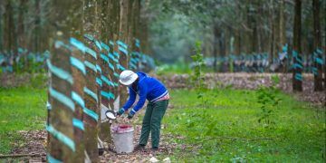 Borracha natural importada registra leve alta no preço em abril