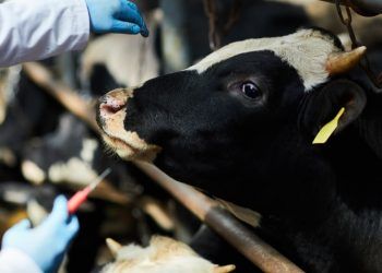 Brasil restringe uso de antimicrobianos na produção animal com nova portaria do Mapa