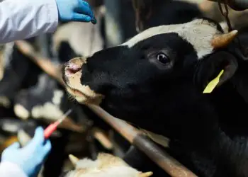Brasil restringe uso de antimicrobianos na produção animal com nova portaria do Mapa