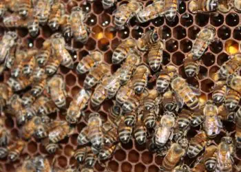 Chegada de abelhas africanas impulsiona produção de mel no Brasil