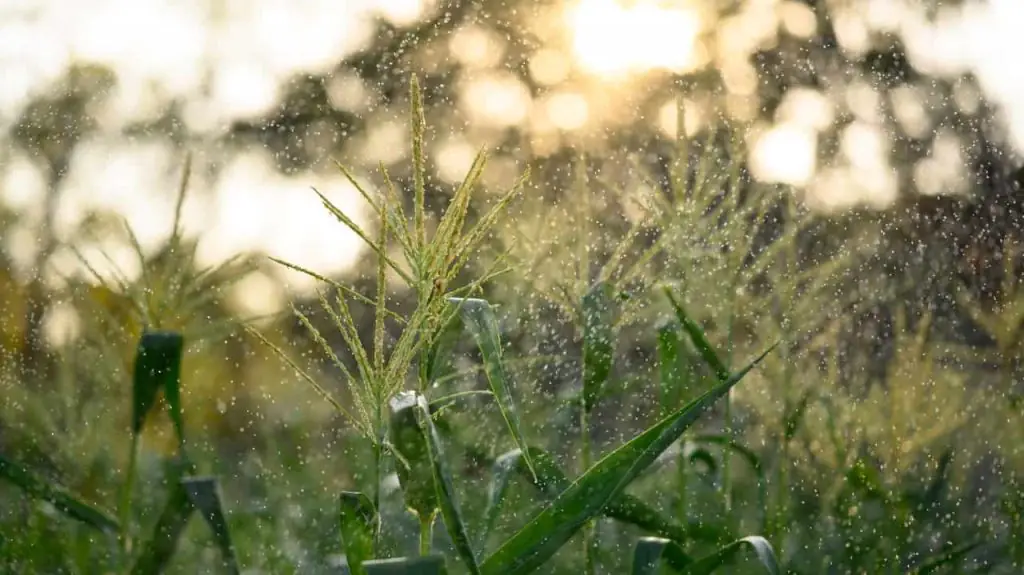 Julho de 2026 terá frio no início, mais chuva no Sul e picos de calor no fim do mês 2 Chuvas impulsionam desenvolvimento das lavouras brasileiras em maio