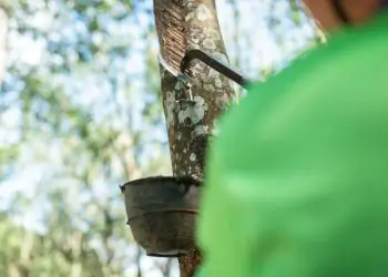 Conab realiza novos leilões para escoamento da borracha natural na safra 25/26