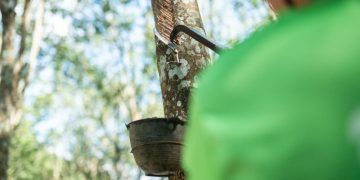 Conab realiza novos leilões para escoamento da borracha natural na safra 25/26