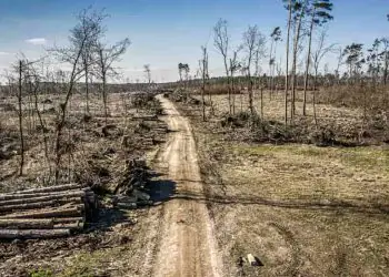Desmatamento no Brasil cai 20,6% em 2025, aponta relatório