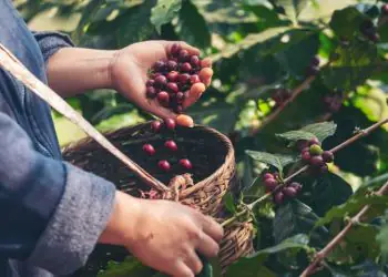 Exportações de café somam 3,1 milhões de sacas em abril, aponta Cecafé
