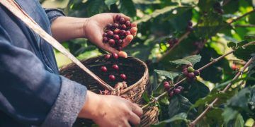 Exportações de café somam 3,1 milhões de sacas em abril, aponta Cecafé