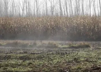Frio intenso e estiagem elevam risco de perdas no milho e feijão da segunda safra