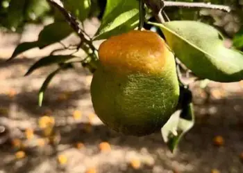 Goiás realiza levantamento fitossanitário para controle do Greening em 70 municípios