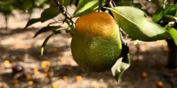 Goiás realiza levantamento fitossanitário para controle do Greening em 70 municípios