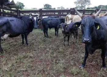 Goiás reforça prevenção de doenças após retirada da vacina contra febre aftosa