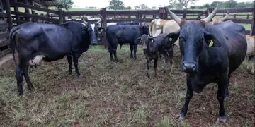 Goiás reforça prevenção de doenças após retirada da vacina contra febre aftosa