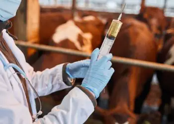 Indústria prevê mais de 100 milhões de vacinas contra clostridioses até dezembro