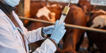Indústria prevê mais de 100 milhões de vacinas contra clostridioses até dezembro