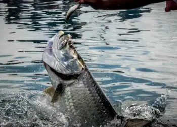 Monitoramento da pesca da tainha em 2026 passa a ter dados em tempo real