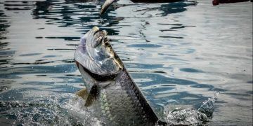 Monitoramento da pesca da tainha em 2026 passa a ter dados em tempo real