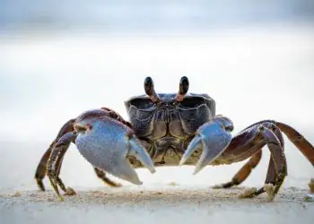 Nova espécie de caranguejo é descoberta na Amazônia brasileira