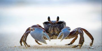 Nova espécie de caranguejo é descoberta na Amazônia brasileira