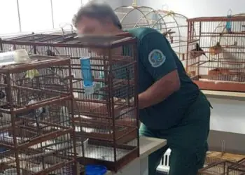 Operação investiga irregularidades com aves silvestres em Mato Grosso