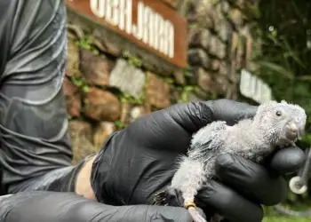 Periquito-cara-suja reaparece após mais de um século na Serra da Ibiapaba