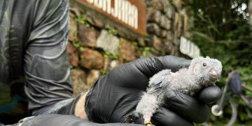 Periquito-cara-suja reaparece após mais de um século na Serra da Ibiapaba