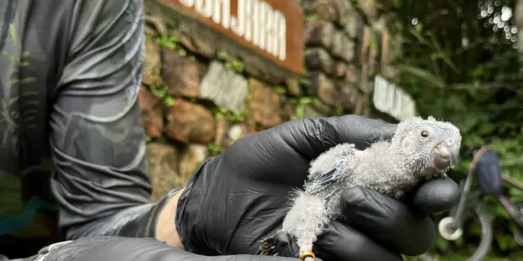 Periquito-cara-suja reaparece após mais de um século na Serra da Ibiapaba 1 Periquito-cara-suja reaparece após mais de um século na Serra da Ibiapaba