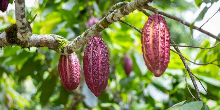 Plano Inova Cacau 2030 é oficializado para fortalecer produção sustentável no Brasil 1 Plano Inova Cacau 2030 é oficializado para fortalecer produção sustentável no Brasil