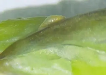 Praga quarentenária é identificada em carga de aspargos importados do Peru