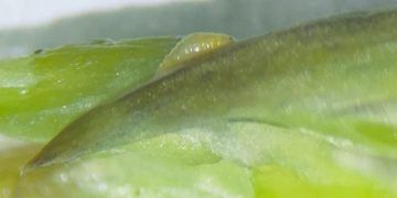 Praga quarentenária é identificada em carga de aspargos importados do Peru