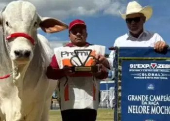 Touro goiano de mais de uma tonelada conquista título na ExpoZebu 2026
