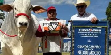 Touro goiano de mais de uma tonelada conquista título na ExpoZebu 2026