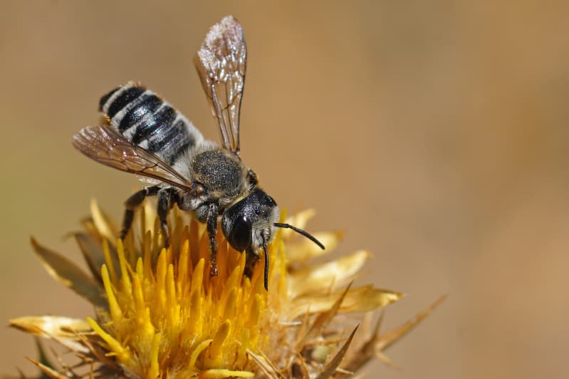 Abelha africana