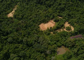 area desmatada da Mata Atlantica em Sao Paulo recua 29 aponta Inpe