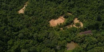 Área desmatada da Mata Atlântica em São Paulo recua 29%, aponta Inpe