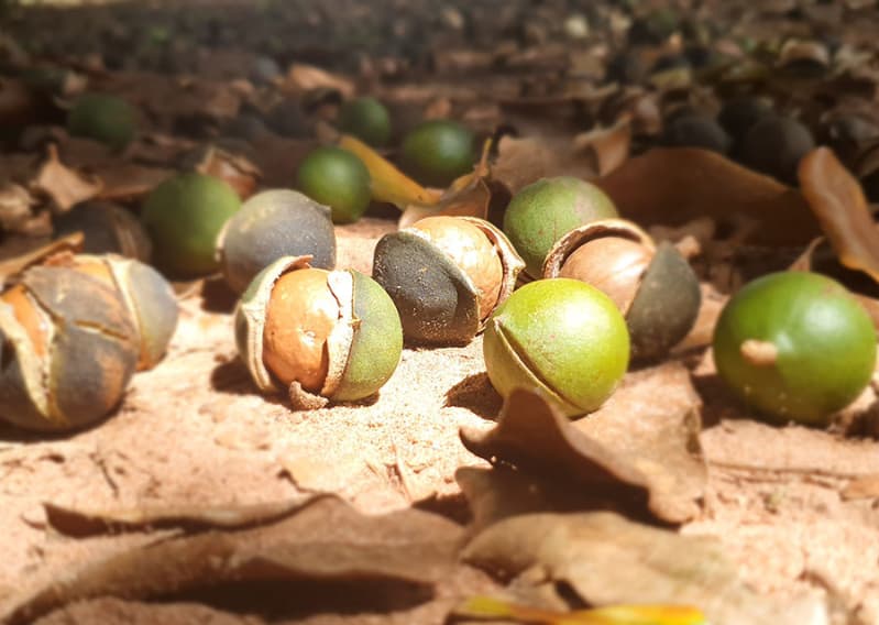 Bactérias da Macadâmia