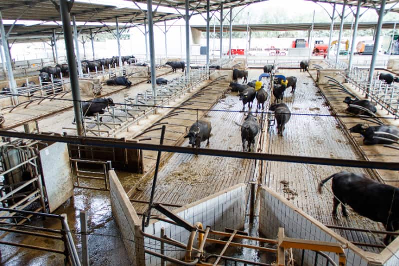 Confinamento bovino
