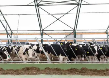Confinamento de gado em MT deve crescer 55% e alcançar 1,44 milhão de cabeças em 2026
