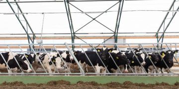 Confinamento de gado em MT deve crescer 55% e alcançar 1,44 milhão de cabeças em 2026
