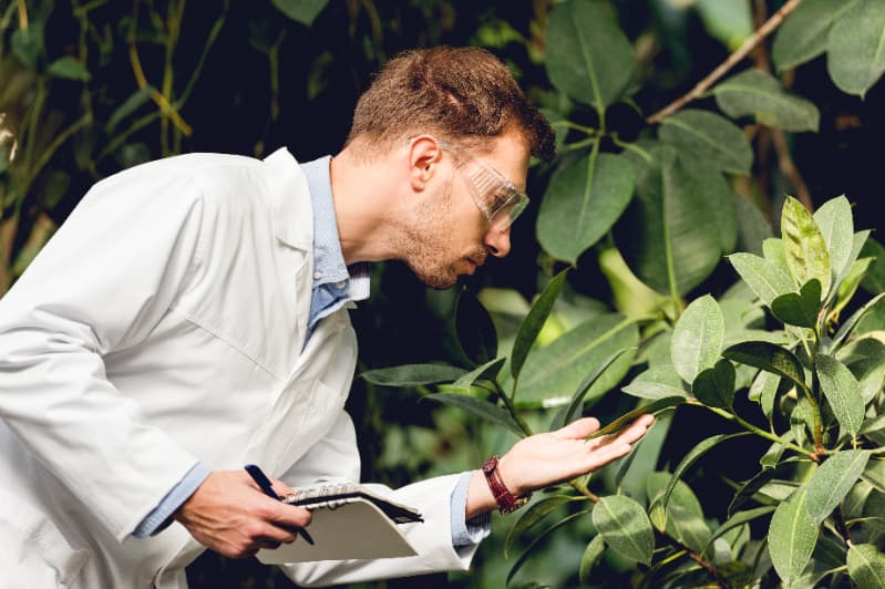 Goiás realiza levantamento fitossanitário para controle do Greening em 70 municípios 3 Levantamento fitossanitário em Goiás
