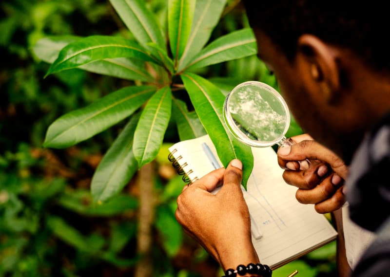 Goiás realiza levantamento fitossanitário para controle do Greening em 70 municípios 2 Levantamento fitossanitário