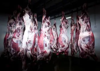 Abate de bovinos e suínos atinge recorde para o primeiro trimestre de 2026