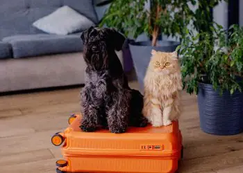 Argentina reconhece versão eletrônica do Certificado Veterinário Internacional para pets