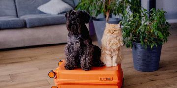 Argentina reconhece versão eletrônica do Certificado Veterinário Internacional para pets