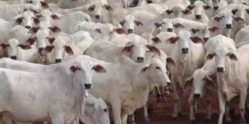 Brasil amplia vendas de miúdos bovinos e fortalece mercado na Indonésia