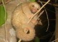 Brasil atualiza lista de espécies da fauna ameaçadas de extinção 5 Brasil atualiza lista de espécies da fauna ameaçadas de extinção