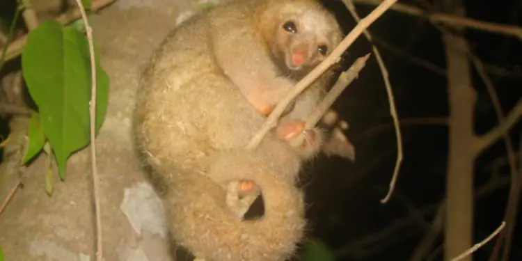 Brasil atualiza lista de espécies da fauna ameaçadas de extinção 1 Brasil atualiza lista de espécies da fauna ameaçadas de extinção