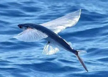 Brasil inicia emissão de autorizações para coleta de ovas de peixe-voador
