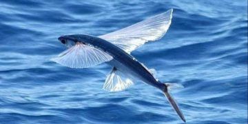 Brasil inicia emissão de autorizações para coleta de ovas de peixe-voador