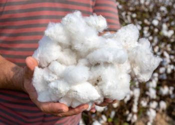 Brasil projeta safra de 3,9 milhões de toneladas de algodão em pluma